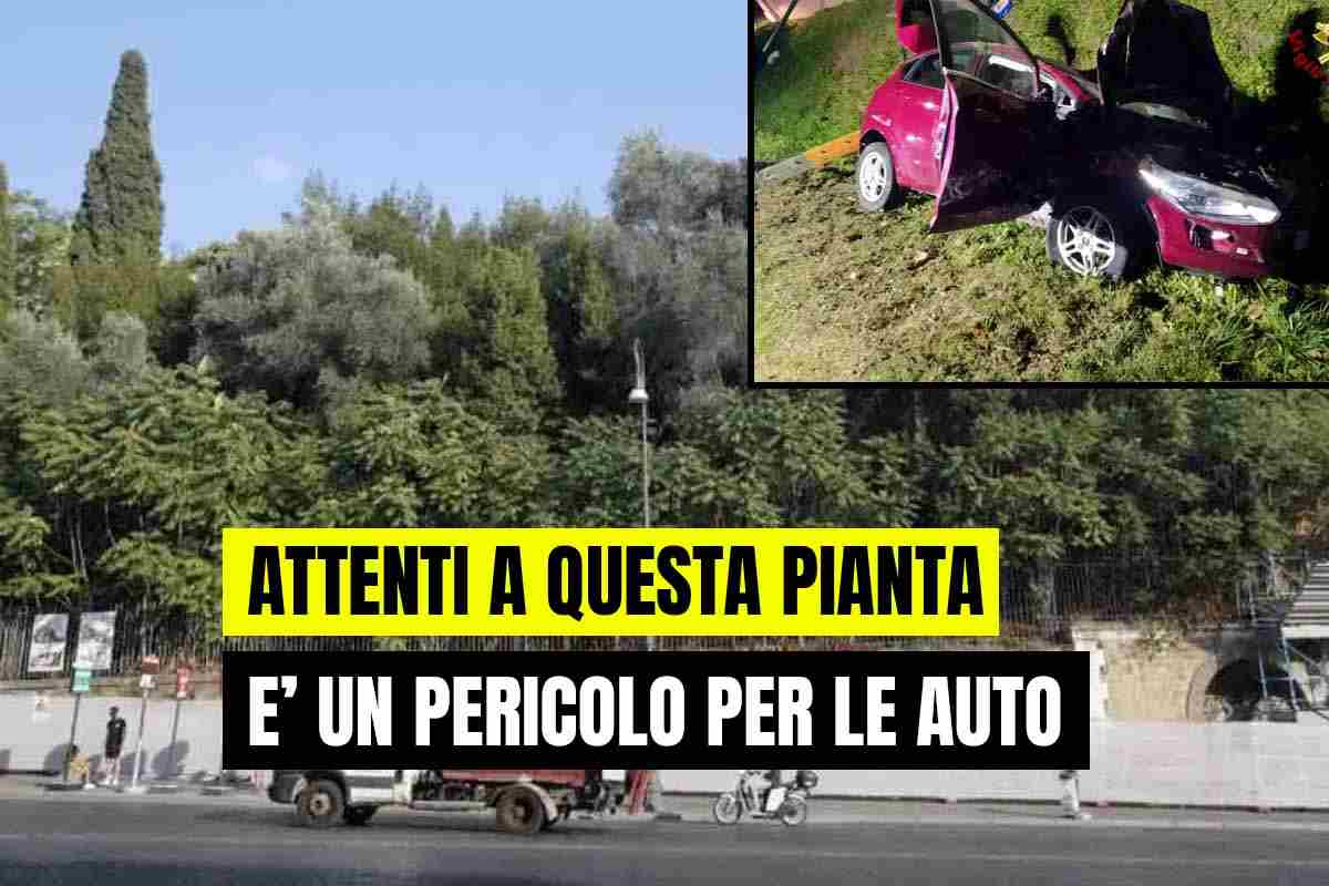Attenti alla pianta